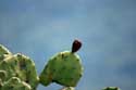 Cactusses close to Paulilles Bay Port Vendres / FRANCE: 