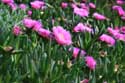 Flowers Port Vendres / FRANCE: 