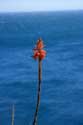 Cactus with flower Port Vendres / FRANCE: 