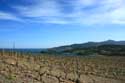 Wineyards Port Vendres / FRANCE: 