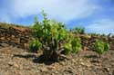 Wineyards Port Vendres / FRANCE: 
