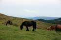 Chevaux Sauvages Estrenuby / FRANCE: 