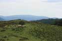 Arbre avec moutons Estrenuby / FRANCE: 