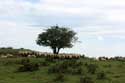 Tree with sheep Estrenuby / FRANCE: 