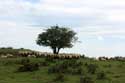 Arbre avec moutons Estrenuby / FRANCE: 