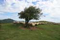 Tree with sheep Estrenuby / FRANCE: 