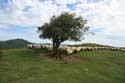 Arbre avec moutons Estrenuby / FRANCE: 