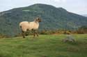 Arbre avec moutons Estrenuby / FRANCE: 