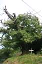 Old Tree Estrenuby / FRANCE: 