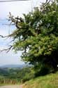 Old Tree Estrenuby / FRANCE: 