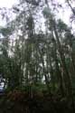 Eucalyptusbomen Cudillero / Spanje: 