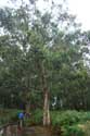 Eucalyptusbomen Cudillero / Spanje: 