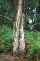 Arbres Eucalyptus Cudillero / Espagne: 