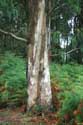 Eucalyptus trees Cudillero / Spain: 