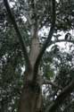 Eucalyptusbomen Cudillero / Spanje: 