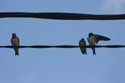 Swallows close to Astur Regal Hotel Cadavedo / Spain: 