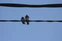 Swallows close to Astur Regal Hotel Cadavedo / Spain: 