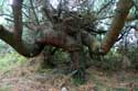 Bomen A Guarda / Spanje: 