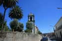 Palm Trees Braga in BRAGA / Portugal: 