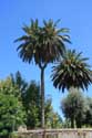 Palm Trees Braga in BRAGA / Portugal: 