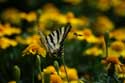 Large Butterfly Braga in BRAGA / Portugal: 