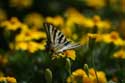 Large Butterfly Braga in BRAGA / Portugal: 