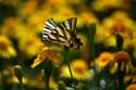 Large Butterfly Braga in BRAGA / Portugal: 