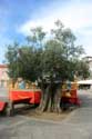 Old olive tree Ponte de Lima / Portugal: 