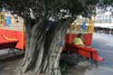 Old olive tree Ponte de Lima / Portugal: 