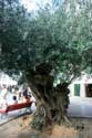 Old olive tree Ponte de Lima / Portugal: 