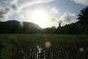 Rice Fields Atimonan / Philippines: 