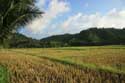 Rice Fields Atimonan / Philippines: 
