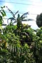Bananenboom Iriga City / Filippijnen: 