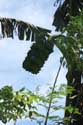 Banana tree Iriga City / Philippines: 