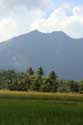 Paysage avec champs de riz et Iriga montagne Buhi / Philippines: 