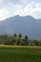 Landscape with rice fields and mount Iriga Buhi / Philippines: 