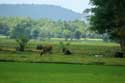 Landscape Nabua / Philippines: 