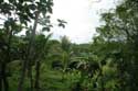 Landschap (te Tandaay) Nabua / Filippijnen: 