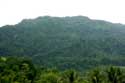 Forest Landscape (in San Vincente Gorong-Gorong) Nabua / Philippines: 