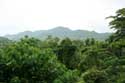 Forest Landscape (in San Vincente Gorong-Gorong) Nabua / Philippines: 