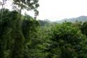 Forest Landscape (in San Vincente Gorong-Gorong) Nabua / Philippines: 