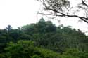 Forest Landscape (in San Vincente Gorong-Gorong) Nabua / Philippines: 