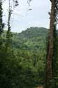 Forest Landscape (in San Vincente Gorong-Gorong) Nabua / Philippines: 