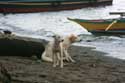 Dogs Balatan / Philippines: 