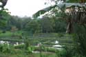 Rice fields Nabua / Philippines: 