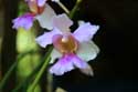 Orchides en vente sur march Daraga / Philippines: 