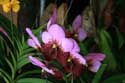 Orchiden te koop op markt Daraga / Filippijnen: 