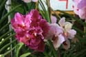 Orchiden te koop op markt Daraga / Filippijnen: 