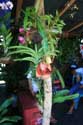 Orchides en vente sur march Daraga / Philippines: 