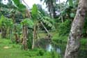 Landscape with wazter buffalo Pilar / Philippines: 